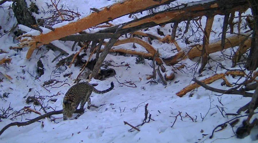  &copy;&nbsp;Фото пресс-службы Кавказского заповедника