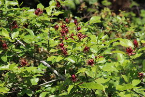 Винное дерево © Фото пресс-службы Сочинского нацпарка