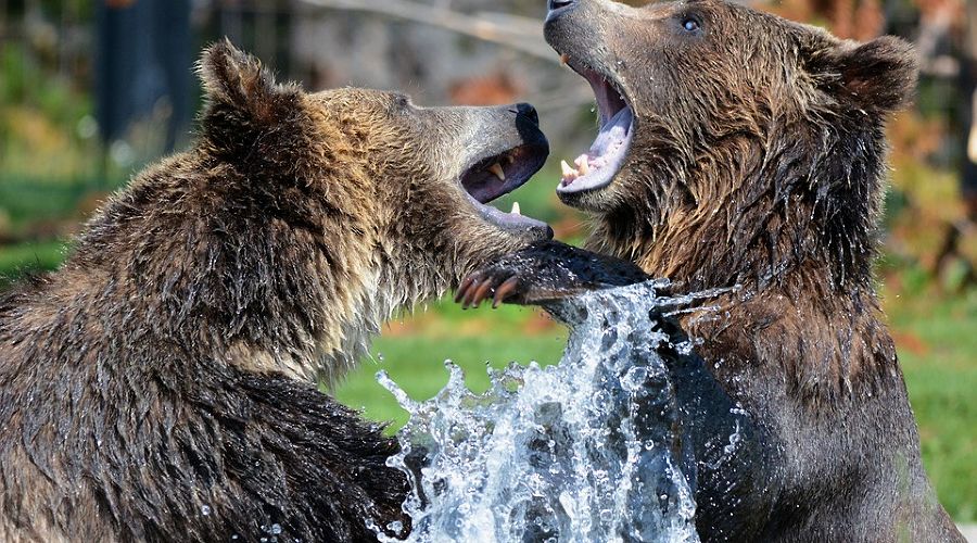  © Фото с сайта pixabay.com