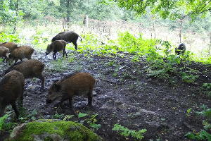  © Фото пресс-службы Кавказского заповедника