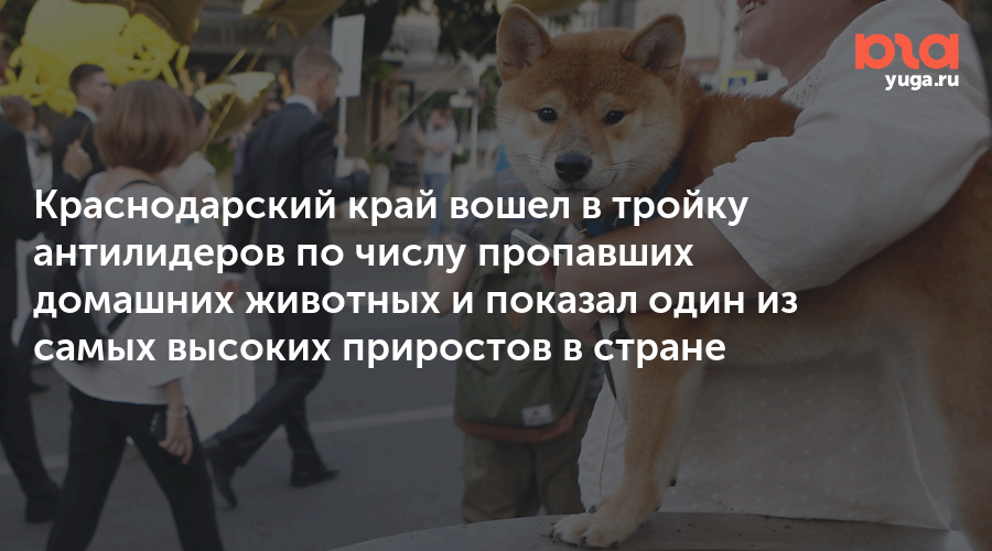Краснодарский край вошел в тройку антилидеров по числу пропавших домашних животных и показал один из самых высоких приростов в стране