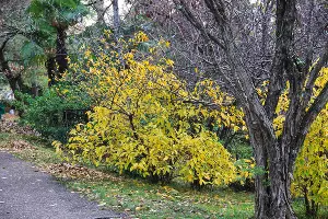 Химонантус, или ледяной цветок &copy;&nbsp;Фото пресс-службы Сочинского нацпарка