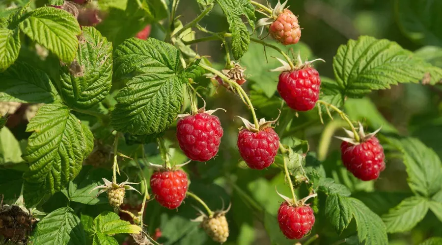 малина &copy;&nbsp;Изображение сгенерировано нейросетью Gigachat