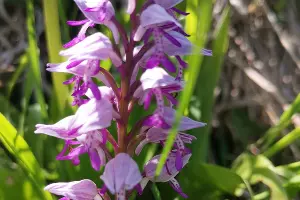 Ятрышник трехзубчатый &copy;&nbsp;Фото Галины Гуниной, предоставлено пресс-службой МГТУ