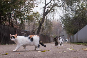 Туман в парке «Солнечный остров» © Фото Елены Синеок, Юга.ру