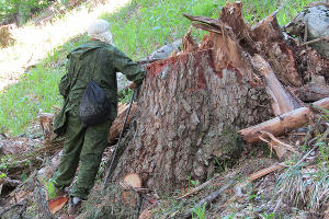 Незаконная вырубка леса в Карачаево-Черкесии © Фото предоставлено пресс-службой WWF