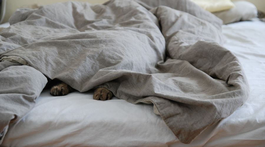  © Фото с сайта pixabay.com