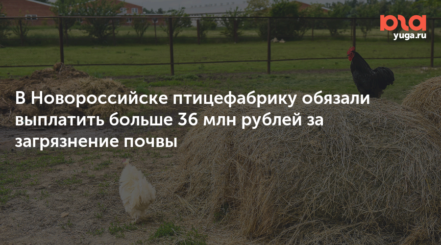 В Новороссийске птицефабрику обязали выплатить больше 36 млн рублей за загрязнение почвы