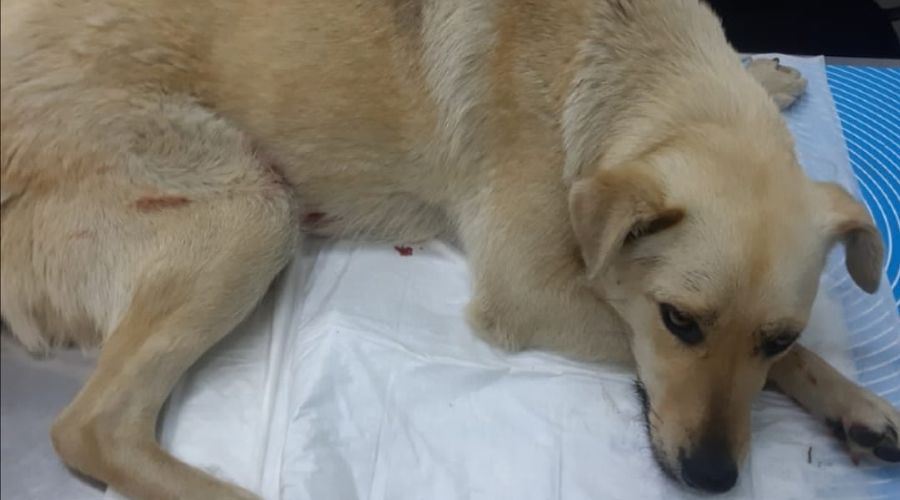  © Фото очевидцев