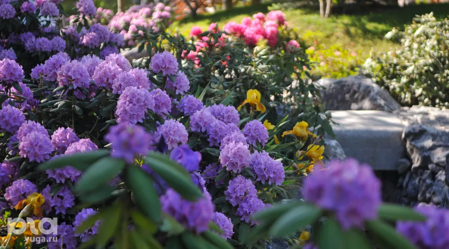 Весна в Японском саду парка «Краснодар» &copy;&nbsp;Фото Марины Солошко, Юга.ру