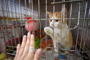 Приют для пострадавших животных «Краснодог» &copy;&nbsp;Фото Елены Синеок, Юга.ру