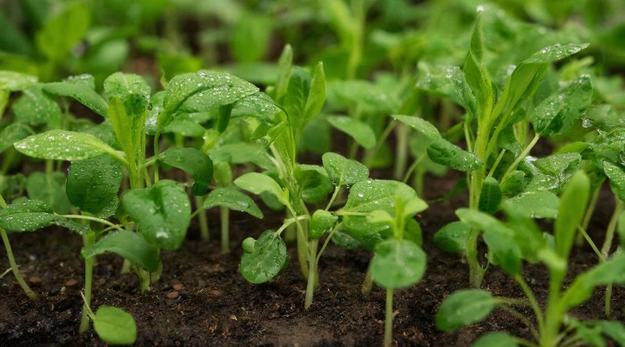 рассада &copy;&nbsp;Изображение сгенерировано нейросетью Gigachat