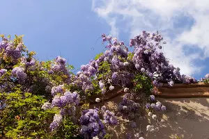 Цветение глицинии в Краснодаре &copy;&nbsp;Фото Марины Солошко, Юга.ру