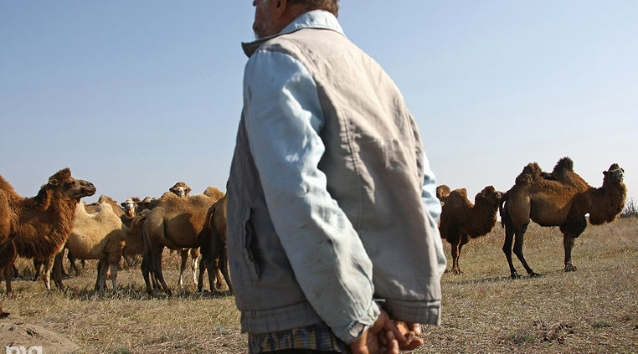 В Чечне начали разводить верблюдов  &copy;&nbsp;Влад Александров. ЮГА.ру