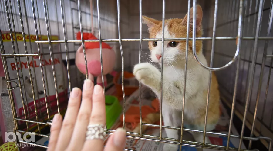 Приют для пострадавших животных «Краснодог» &copy;&nbsp;Фото Елены Синеок, Юга.ру