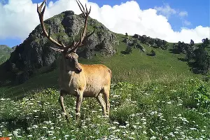  &copy;&nbsp;Фото пресс-службы Кавказского биосферного заповедника