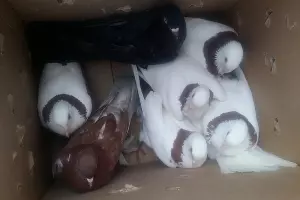  &copy;&nbsp;Фото пресс-службы ГУ МВД по Ставропольскому краю