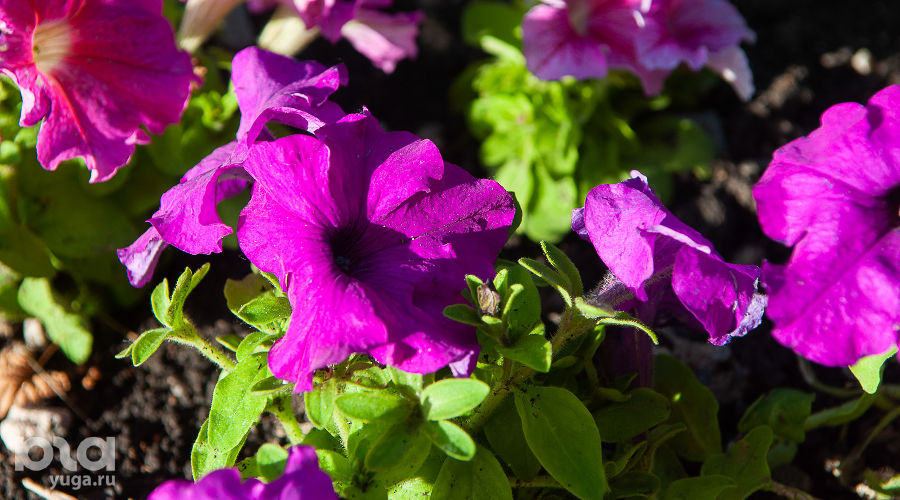  © Фото Дмитрия Леснова, Юга.ру