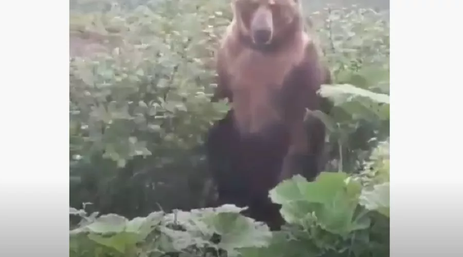  &copy;&nbsp;Кадр из видео в инстаграме &laquo;Вся правда о Сочи&raquo;, www.instagram.com/pravdaosochi