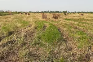 Участки многодетных семей в Энеме &copy;&nbsp;Фото предоставлено владельцами земельных участков