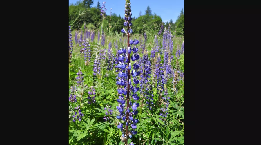 Люпин многолистный &copy;&nbsp;Фото Joe Mabel, wikipedia.org