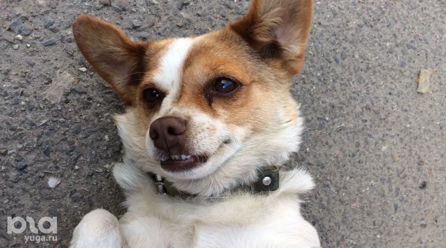  &copy;&nbsp;Фото Дарьи Сизиковой, Юга.ру