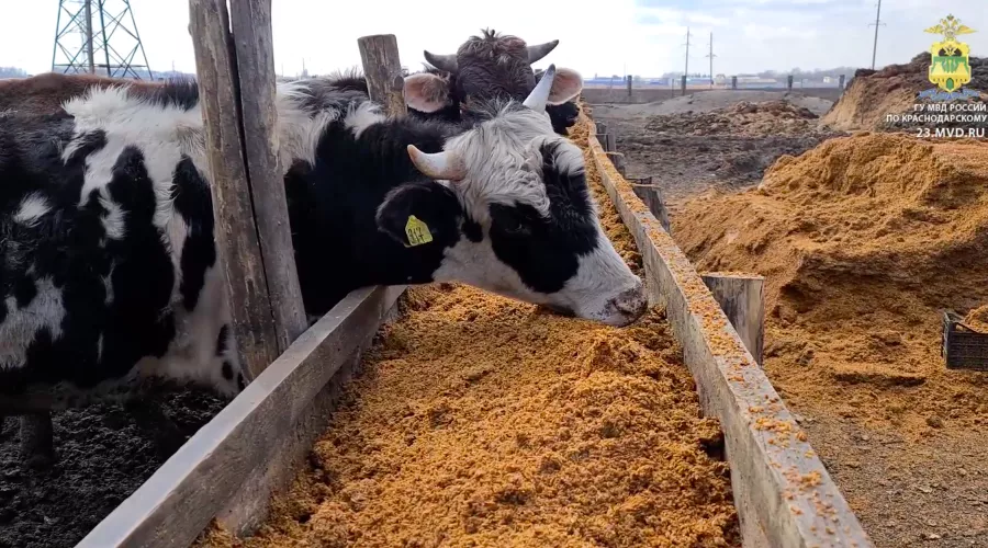  &copy;&nbsp;Фото пресс-службы ГУ МВД России по Краснодарскому краю