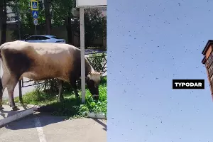  &copy;&nbsp;Скриншоты из телеграм-каналов https://t.me/soch01/13916 и https://t.me/typodar/42487