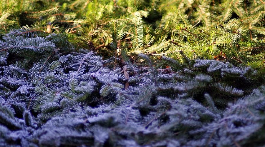  © Фото с сайта pixabay.com