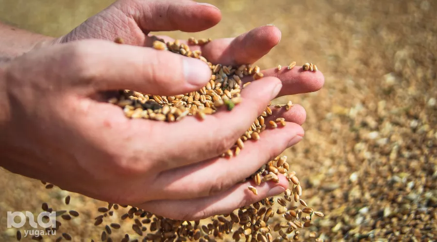 Пшеница &copy;&nbsp;Елена Синеок, ЮГА.ру