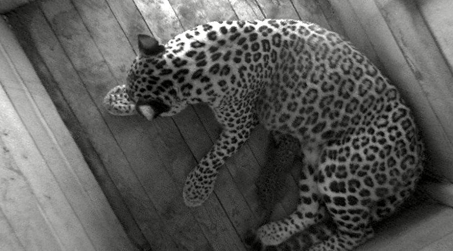  © Скриншот видео от пресс-службы Сочинского нацпарка