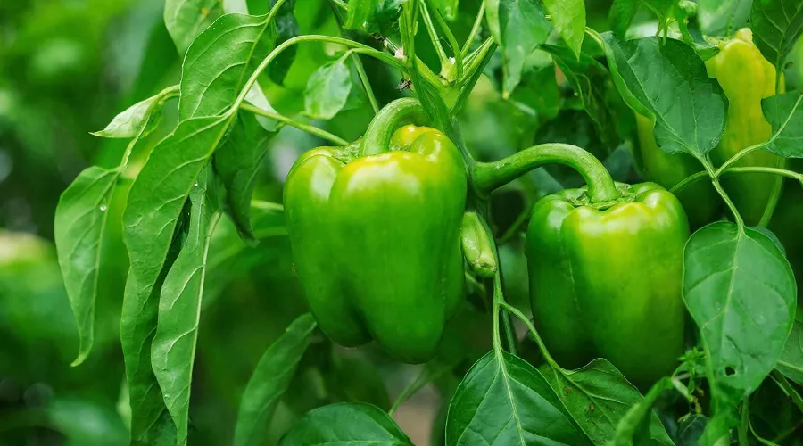 перец &copy;&nbsp;Изображение сгенерировано нейросетью Gigachat