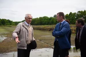 Рисовые чеки учхоза &laquo;Кубань&raquo; &copy;&nbsp;Фото Елены Синеок, Юга.ру