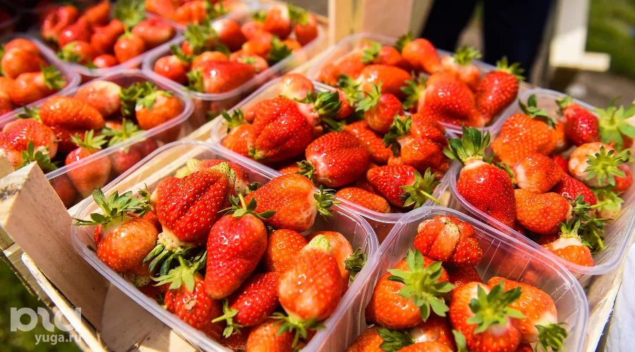 Клубника &copy;&nbsp;Фото Елены Синеок, Юга.ру