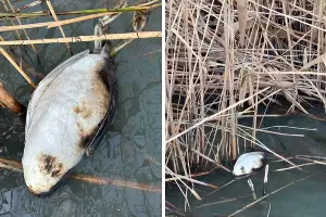  &copy;&nbsp;Скриншоты фото из телеграм-канала Юрия Озаровского https://t.me/MoreOz/84303