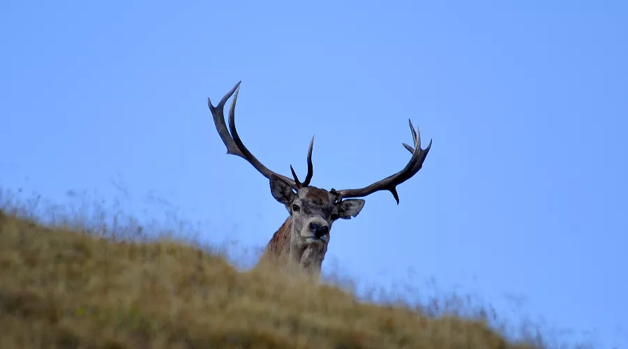  &copy;&nbsp;Фото Сергея Трепета, предоставлено пресс-службой ФГБУ &laquo;Кавказский биосферный заповедник&raquo;