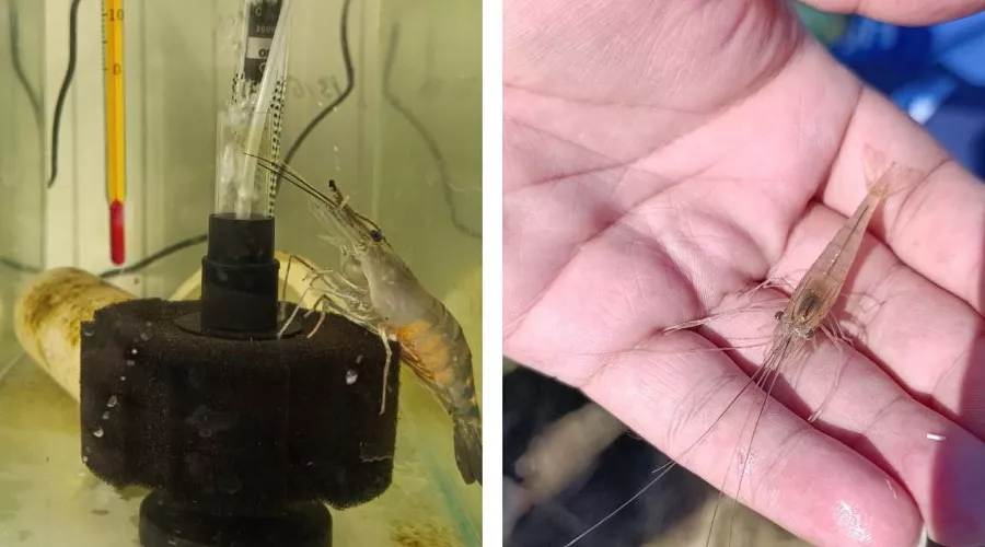  &copy;&nbsp;коллаж из скриншотов фото с сайта ВНИРО