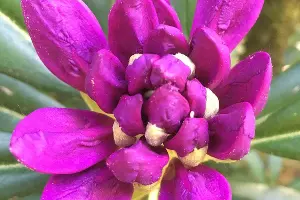 Рододендрон понтийский &copy;&nbsp;Фото пресс-службы Кавказского биосферного заповедника