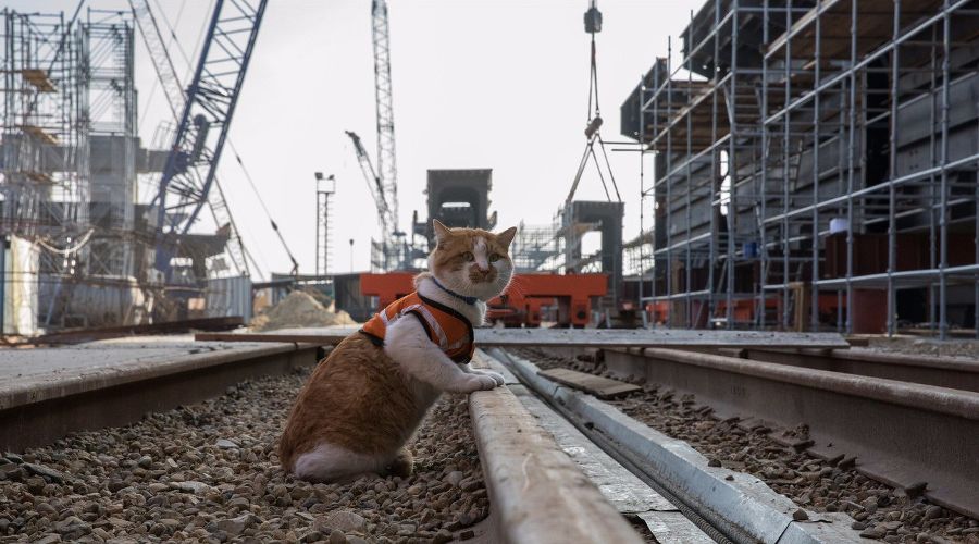  &copy;&nbsp;Фото со страницы instagram.com/cat_the_most