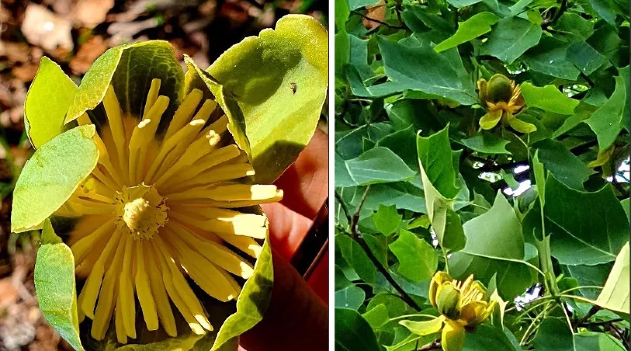 Лириодендрон тюльпановый &copy;&nbsp;Коллаж из скриншотов фото из телеграм-канала &laquo;Дендропарк &laquo;Южные культуры&raquo;