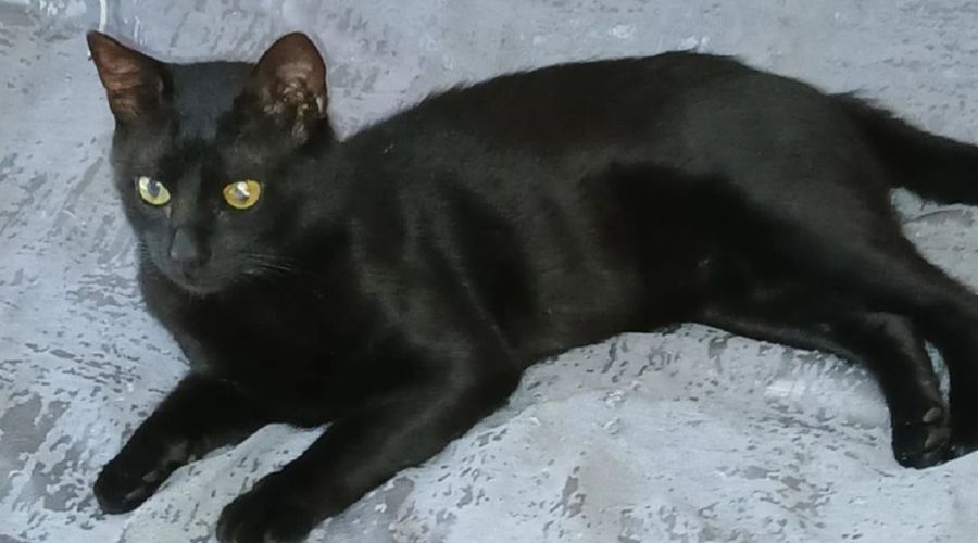 Кот Бурак &copy;&nbsp;Скриншот фото Лусине Коршуновой с сайта &laquo;КП-Кубань&raquo;