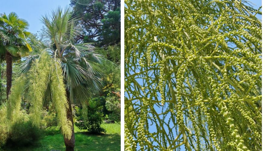  &copy;&nbsp;Фото предоставлены пресс-службой Сочинского национального парка