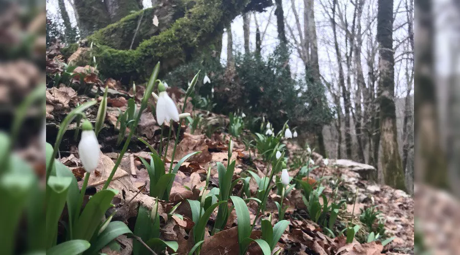 Подснежники &copy;&nbsp;Фото из группы vk.com/this_is_sochi