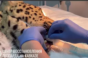  &copy;&nbsp;Скриншот из телеграм-канала &laquo;Центр восстановления леопарда на Кавказе&raquo; https://t.me/leopardcenter/244