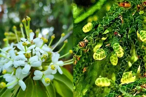  &copy;&nbsp;Скриншоты из телеграм-каналов https://t.me/npsochi_official/4096 и https://t.me/park_uzk/1140