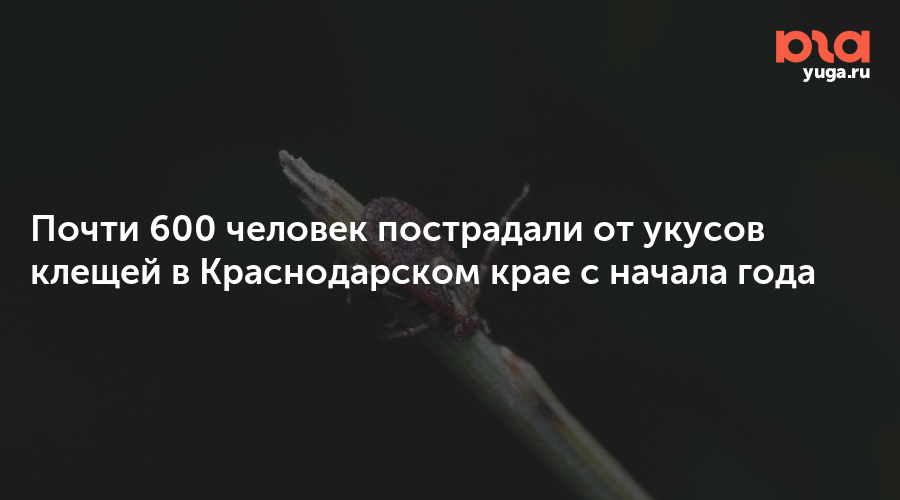 Почти 600 человек пострадали от укусов клещей в Краснодарском крае с начала года