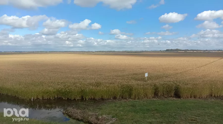 Рис &copy;&nbsp;Фото Ярославы Гуляевой, Юга.ру