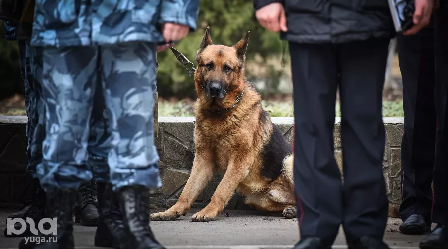  &copy;&nbsp;Елена Синеок, ЮГА.ру