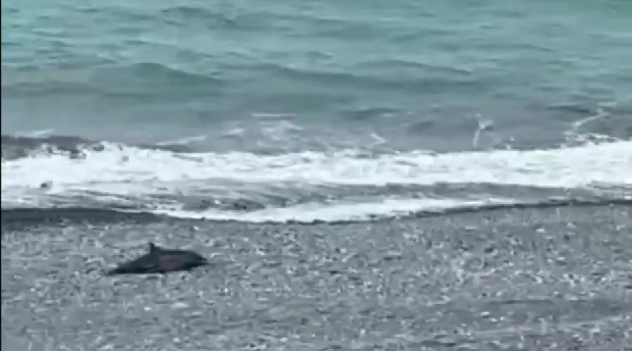  &copy;&nbsp;Скриншот видео из телеграм-канала &laquo;Осторожно, новости&raquo;