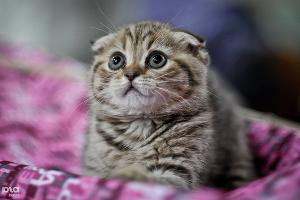  © Елена Синеок, ЮГА.ру